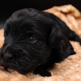 Starburst - Black female Havapoo puppy in Hendersonville, North Carolina from Grayfinn House