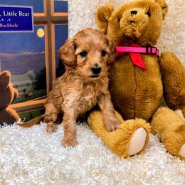 "Rozet" Goldendoodle Puppies from Ming’s Dynasty Doodles