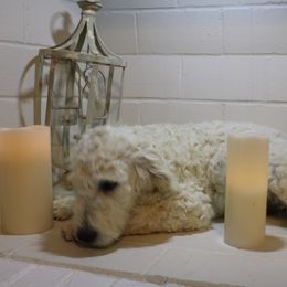 Sneezy - Goldendoodle puppy in Kingsport, Tennessee from Blue Ridge Doodles