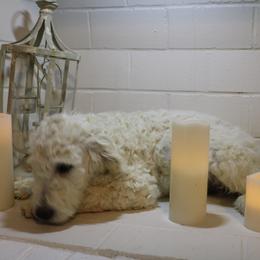 Sneezy - Goldendoodle puppy in Kingsport, Tennessee from Blue Ridge Doodles