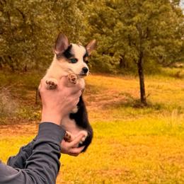 Storm - Black and tan female Pembroke Welsh Corgi puppy in Weatherford, Texas from Wild Rose Farms