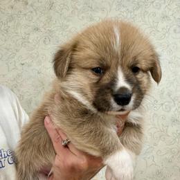 Red boy 4 - Red male Pembroke Welsh Corgi puppy in Rochester, Indiana from Stacy’s Pembroke Welsh Corgis
