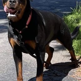 Avianna - Rottweiler