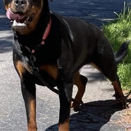 Avianna - Rottweiler