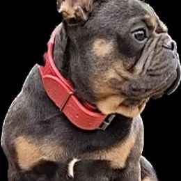 French Bulldog Puppies from Copa Frenchies
