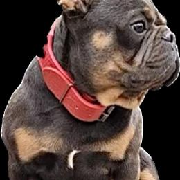 French Bulldog Puppies from Copa Frenchies