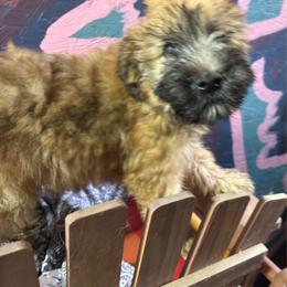 Cheesy - Wheaten male Soft Coated Wheaten Terrier puppy in Gladewater, Texas from Felicias Swheaties