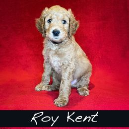 Roy Kent - Goldendoodle puppy in Boise, Idaho from Doodle Waggle
