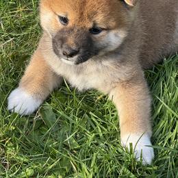 Shiba Inu Puppies from Kawako Shiba Inu
