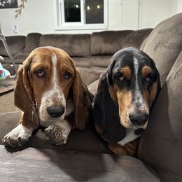 Basset Hound puppies from Blessed Basset Hounds