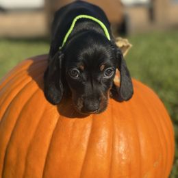 Green Collar - Black and tan male Dachshund puppy in Anaheim, California from SoCal Mini Dachshunds