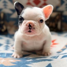 Cherry - Brindle and white female French Bulldog puppy in Washington, Pennsylvania from Crooked Pine French Bulldogs