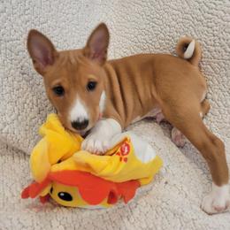 Basenji puppies from Maererano Basenjis