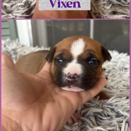 Vixen - Red female American Staffordshire Terrier puppy in Marietta, Georgia from Ambition Amstaffs