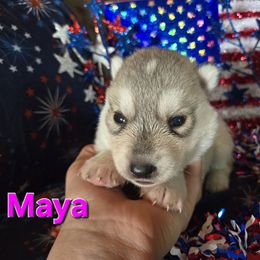 Girl 1 - Gray and white female Siberian Husky puppy in Bingham, Illinois from Siberian Instincts Kennel