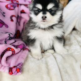 Bunz - Black and white male Pomsky puppy in Yavapai County, Arizona from Pawsh Pomskies