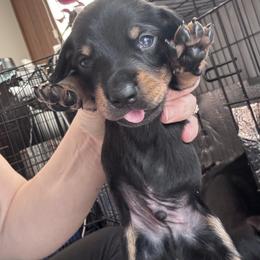 Grumpy - Black and cream male Dachshund puppy in Chelsea, Oklahoma from Renee's Dachshund's