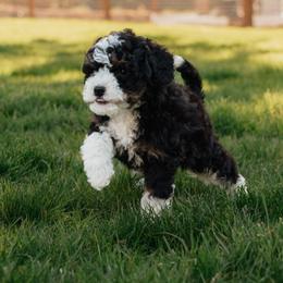 Quartz - Tri-color male Bernedoodle puppy in Eatonville, Washington from Mt. Rainier Doodle Dogs