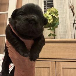 Boy 4 - Black and tan male French Bulldog puppy in Norwalk, Ohio from The Frenchie Ravine Connection LLC