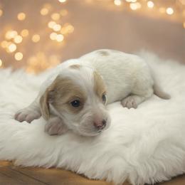 AKC piebald female - Piebald female Dachshund puppy in Glen St Mary, Florida from Little Pawz, LLC
