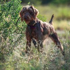 Rue - Pudelpointer