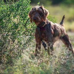 Rue - Pudelpointer