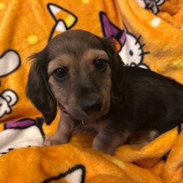 Isabella - Black and cream female Dachshund puppy in Proctor, Montana from Blue Star Dachshunds