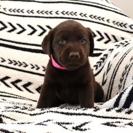 Biscuit - Chocolate female Labrador Retriever puppy in Camden, Indiana from Camden's Caring Canines