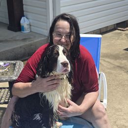 Winslow - English Springer Spaniel