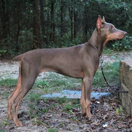 Doberman Pinscher Puppies from Angela Rogers
