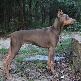 Doberman Pinscher Puppies from Angela Rogers