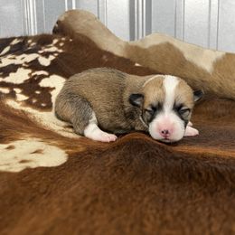 G-1 - Red female Pembroke Welsh Corgi puppy in Linden, Texas from W&W “lil” Wrangler Corgis