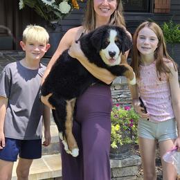 Stella - Black tan and white female Bernese Mountain Dog puppy in Gaffney, South Carolina from Circle D Farms