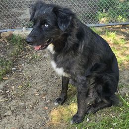 Zara - Miniature Australian Shepherd