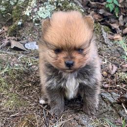 Smallest male - Beaver sable male Pomeranian puppy in Gadsden, Alabama from Rich Cat’s