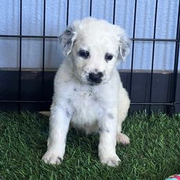 Capri - long coat - White and black female Dalmatian puppy in Sedalia, Missouri from Missouri Dalmatians