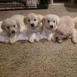 Golden Retriever puppies from 255 Goldens