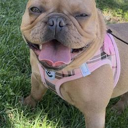 French Bulldogs from Chanelica’s Frenchies