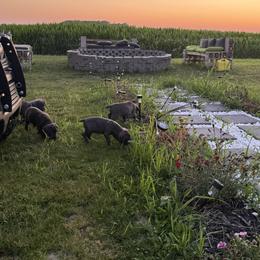 Cane Corso Puppies from A&B kennel