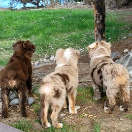 Miniature Australian Shepherd Puppies from PJ's Aussie Posse