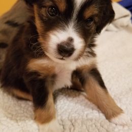 Miniature Australian Shepherd and Toy Australian Shepherd Puppies from Johnson's Australian Shepherds