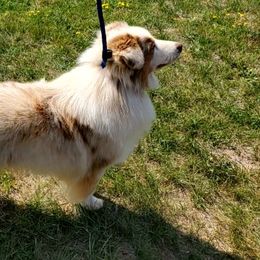 Miniature American Shepherds from Tntowne Miniature American Shepherds