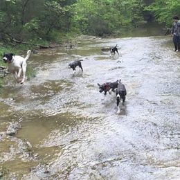 Mountain Cur Puppies from Walnut Ridge Mountain Curs