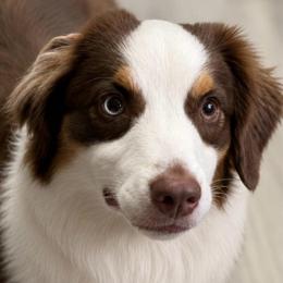 Rylee - Miniature American Shepherd