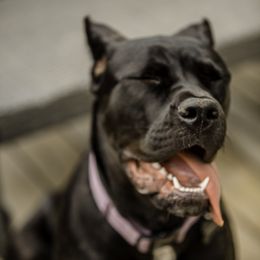 Cane Corso All Grown Up from Cane Corso Empire of Guardians