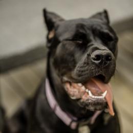 Cane Corso All Grown Up from Cane Corso Empire of Guardians