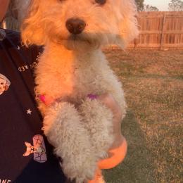 Maylee - Poodle