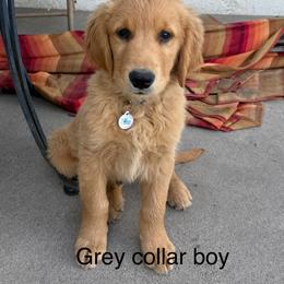 Ranger (Grey collar boy) - Golden male Golden Retriever puppy in Petaluma, California from Contango Goldens