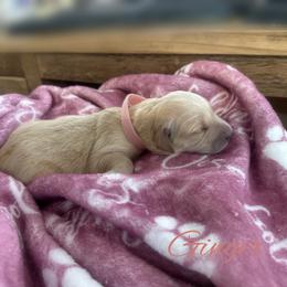 Ginger - Light golden female Golden Retriever puppy in Los Osos, California from Wise Goldens