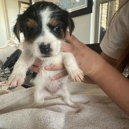 Girl 4 - Tri-colored female Parson Russell Terrier puppy in Peabody, Kansas from SouthFork Ranch